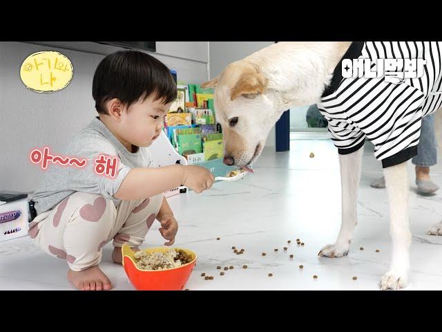 반전매력 아기가 대형견 밥 먹이는 법(엄마는 환장ㅋㅋㅋ)ㅣHow A Baby Feeds A Large Dog(Mom Goes Crazy Lol)