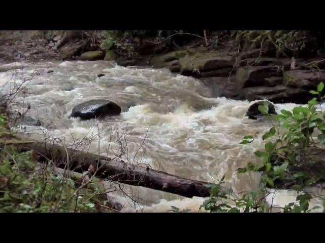 Lynch Creek