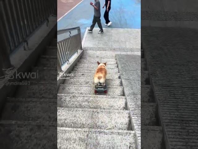 Esse gosta de andar de Skate