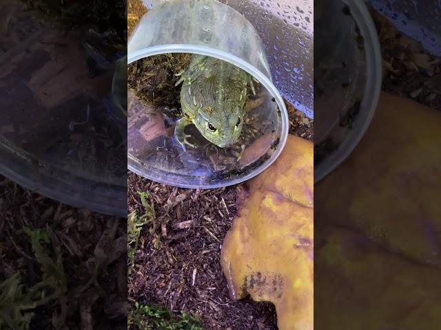 MY NEW PIXIE FROG, African bullfrog #newarrivals #pixiefrog #africa #Ediblebullfrog #frog #unboxing