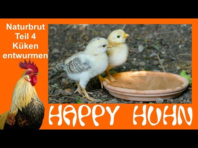 E144 Küken entwurmen, impfen und an andere Hühner gewöhnen HAPPY HUHN Naturbrut Teil 4 Kükenaufzucht