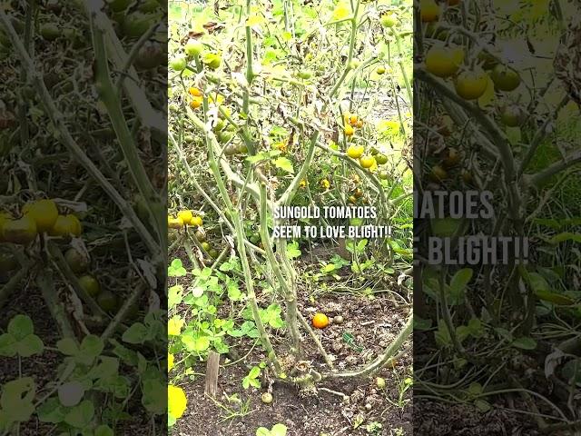 Blight Resistant Tomatoes?? - Prima Bella and Sungold