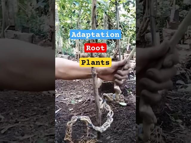 method bonsai #inspirasibonsai #bonsai #kereaktipchannel
