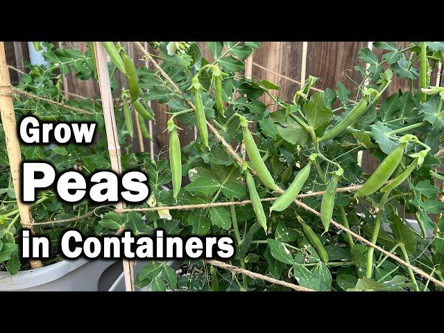 How to Grow Peas in Containers | An Easy Planting Guide