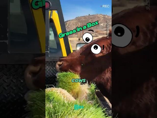 How Automated Hydroponic Systems Are Changing Livestock Farming