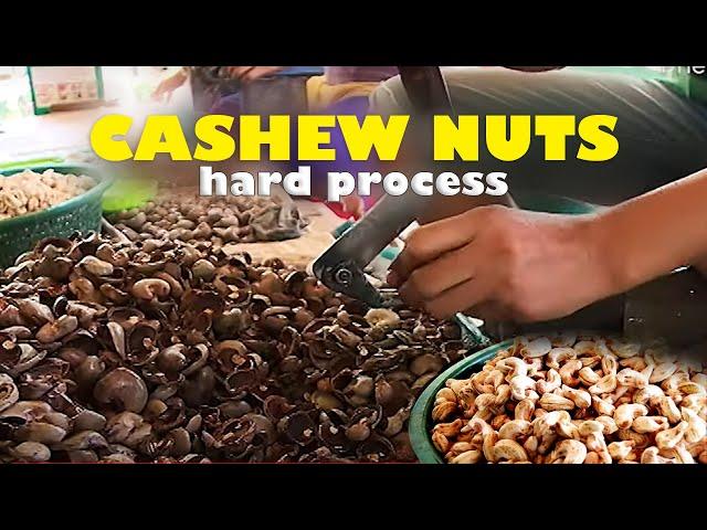 CASHEW NUTS | Mahirap na paggawa ng Kasoy