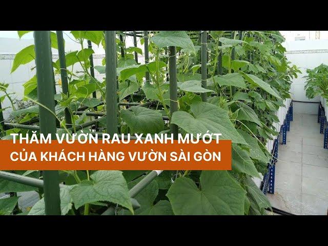 Thăm vườn rau sân thượng xanh mướt của khách hàng Vườn Sài Gòn