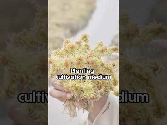Dried sphagnum moss is a natural moss plant#Sphagnum #orchid #horticulture#flowers