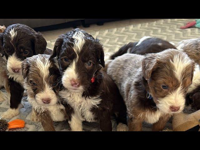 Mountain Doodles Puppy Pick Live // Frankie x Ranger // Chocolate Puppies