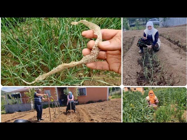 EVİN ÖNÜNDE SOYUNAN YILAN KORKUSU ️ | Fasülye Sırık Dikme | Ençin Danaburnu İlaç | Köy Bahçe İşleri