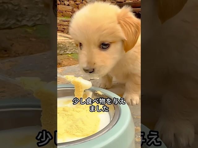 This man rescued a stray puppy