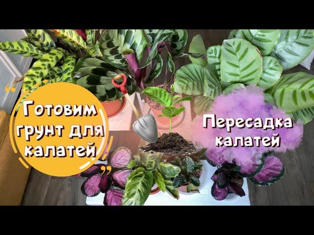 Готовим грунт для калатей. Пересадка калатей.