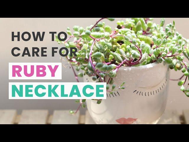 BEST TIPS | HOW TO CARE FOR RUBY NECKLACE OTHONNA CAPENSIS | SENECIO SUCCULENT