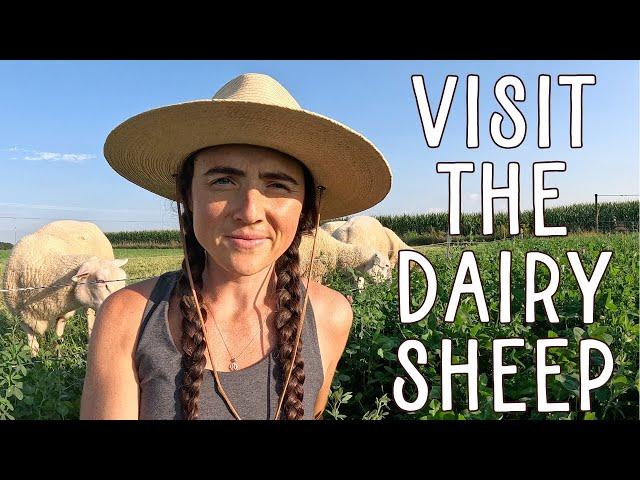 Meet the 100% Grass-Fed Dairy Sheep! A Regenerative Farm Adventure