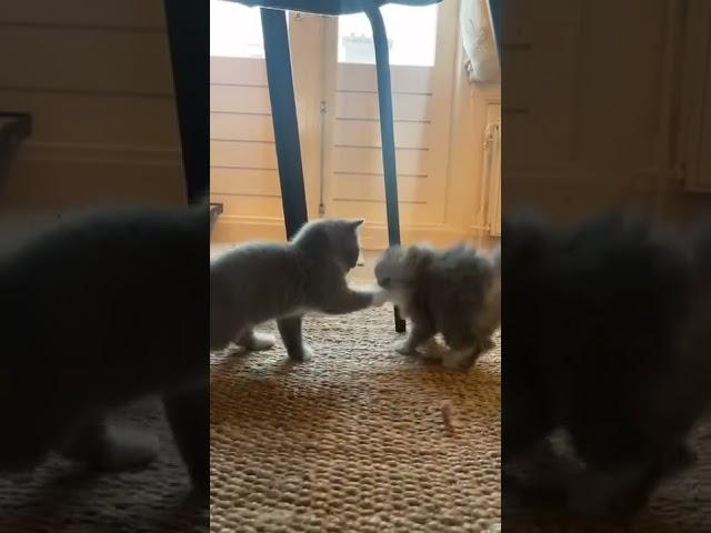 Что это за милое создание?