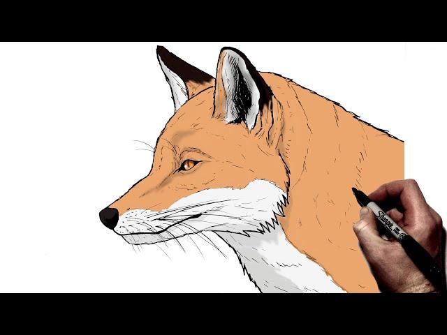 How To Draw A Fox (Side) | Step By Step