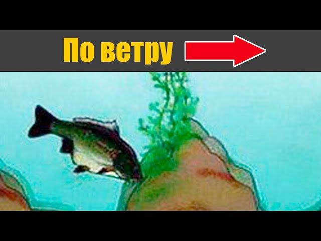 Как ловить Карпа на платниках и в чём отличие от обычных водоемов?