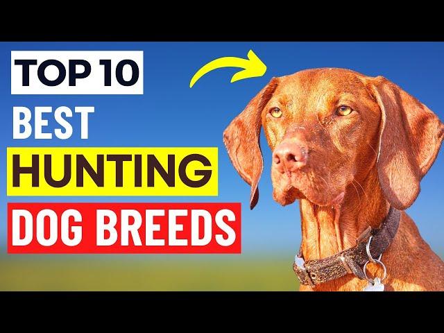 Top 10 Hunting Dog Breeds | Best Dog Breeds for Hunting | Makoree Pedia