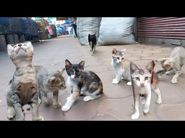 Street kittens meowing & weighting for mother | Meowing for Food..