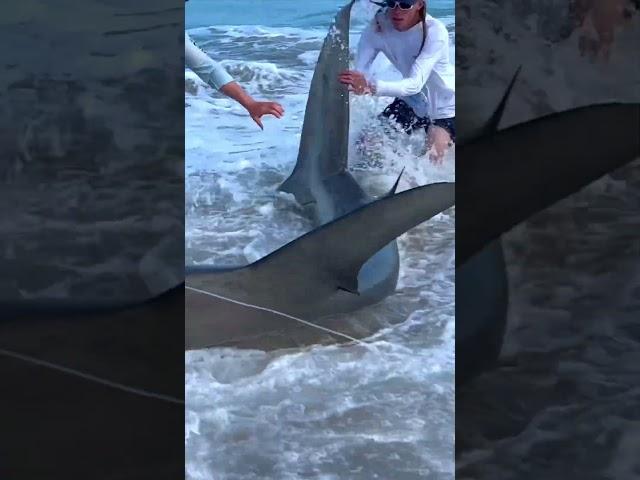 Big Baits = Big Fish  #sharkfishing #lbsf #hammerheadshark #sharklife #giantfish #fish #shark