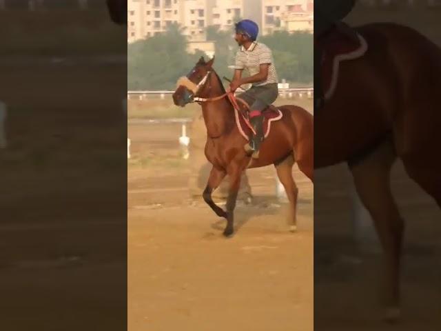 The Duke | KRC Horse Racing | Morning work | Karachi Race Club |