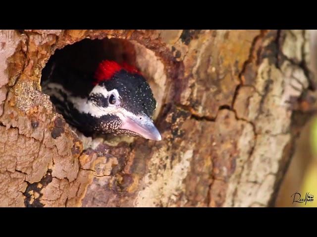 BLACK-RUMPED FLAMEBACK WOODPECKER