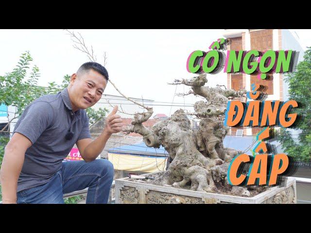 Chỉnh sửa và xây dựng cốt sanh rất quý giúp em Bonsai Lễ Chương Mỹ Hà Nội | NamLe Bonsai