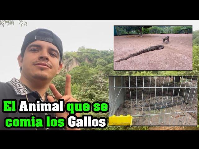 El animal que se comia los GALLOS - El Piloto y su Estilo Blogs