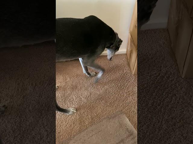 Clara digging the carpet.