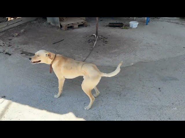 They Found him on the Streets and Chained him! - Takis Shelter