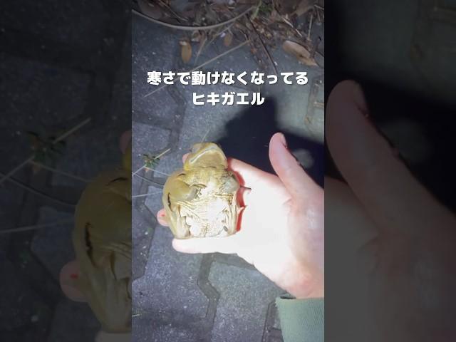 寒さで動けなくなってるヒキガエルを拾い上げると… #frog #カエル