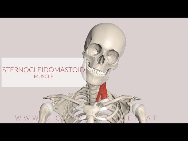 Sternocleidomastoid Muscle (3D Animation)