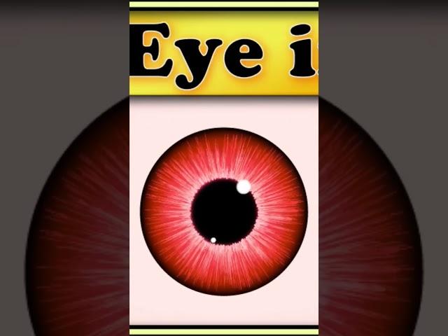 adobe illustrator tutorial. how to make an eye.