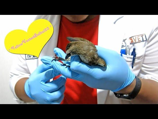 VET Visit Canary (Broken Feather) & Yellow-Vented Bulbul