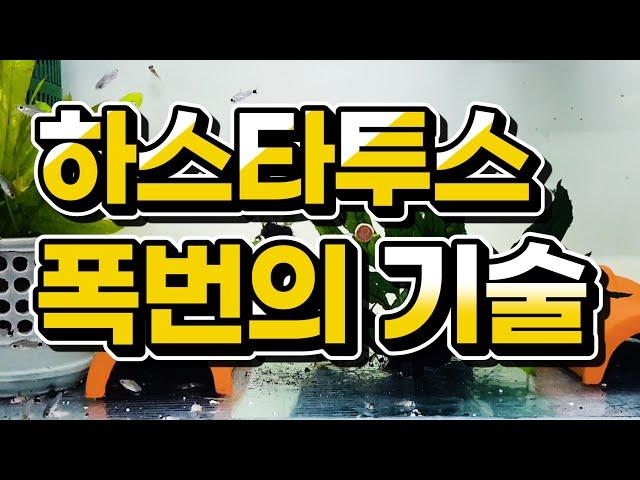 하스타투스, 치어만 살려도 폭번 성공!