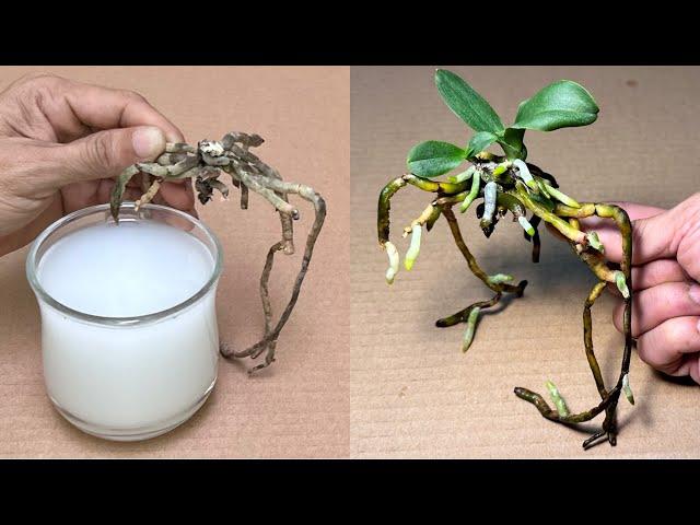 This Magic Water Makes 1 Orchid Root Instantly Revive Very Easily