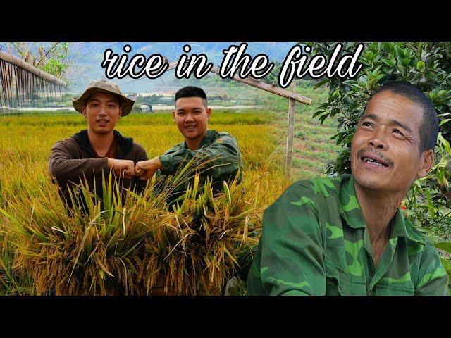 Tuấn & Hong's Perfect Day: Experience harvesting rice on beautiful fields | SUNG A PAO