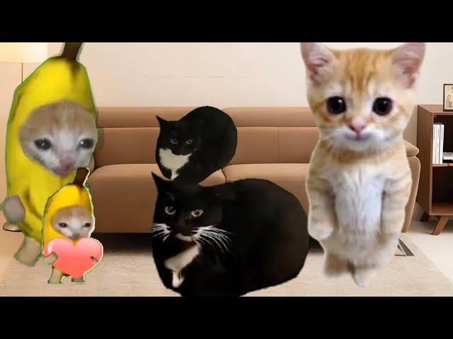 Baby Banana Cat  Videos 3 ( 2 Minutes )