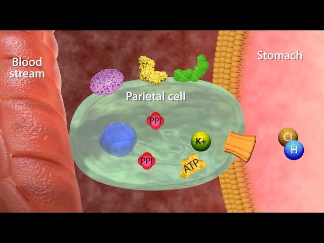 Mechanism of Action Proton Pumps Inhibitors