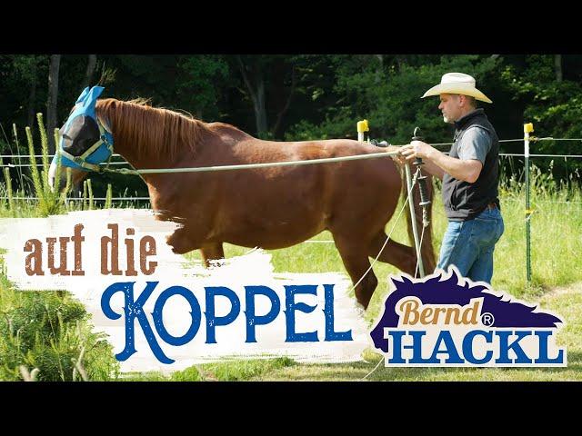 Pferd auf die Koppel Bringen | Bernd Hackl erklärt! 