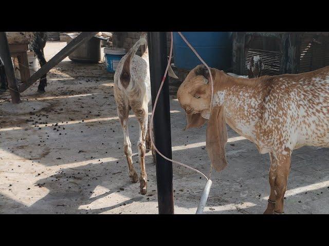Goat Farming on the roof.3 Change of goats food tastes
