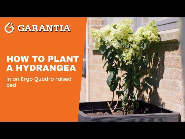 How to Plant Hydrangeas in a Raised Bed