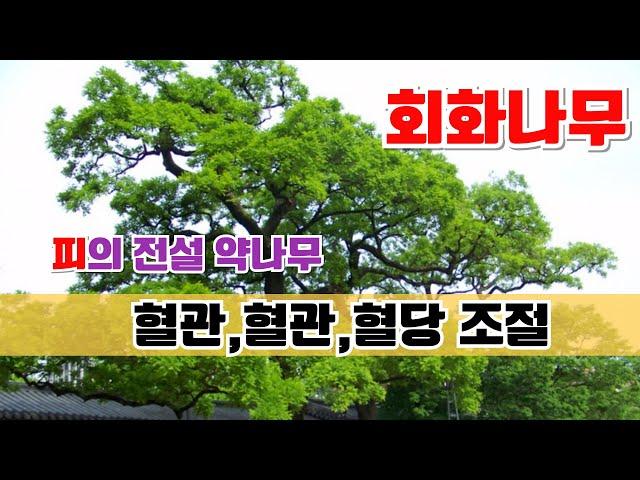 【약초대학TV】 피의 전설 회화나무,혈관,혈압,혈당  (도영복.고흥식 교수)  #갱년기 #심혈관  #선물 #축제