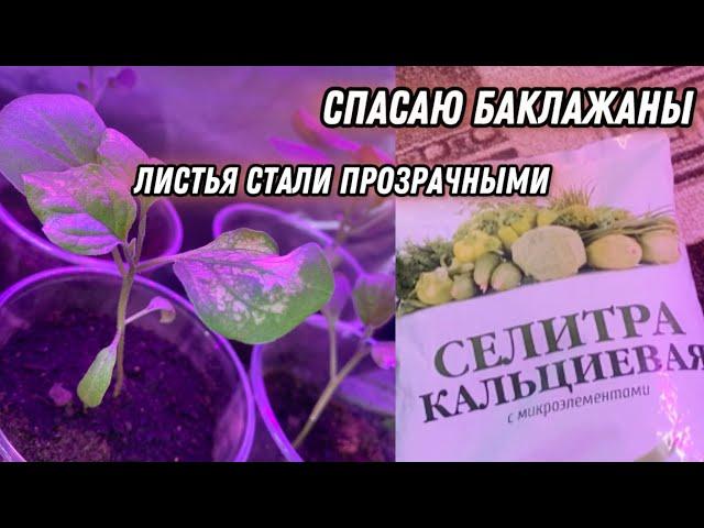 Баклажаны стали прозрачными. Окислилась почва в рассаде. Кальциевая селитра? Что я с делала?