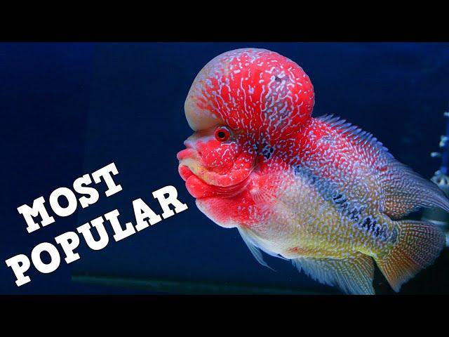 TOP 10 Most Popular Fish In The Aquarium Hobby! Freshwater