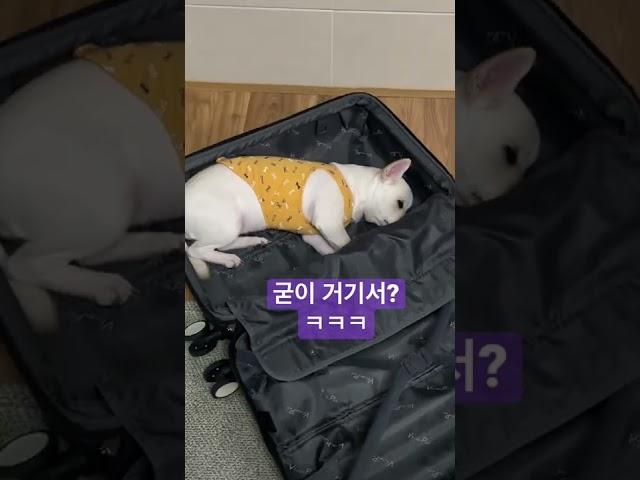 짐이 되고 싶은 강아지 #시고르자브종 #시골강아지 #양손보리 #믹스견 #졸린강아지 #캐리어