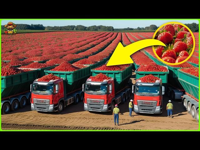 Strawberries Mega Factory: How They GROW and PROCESS Millions of Strawberries Inside The Factory