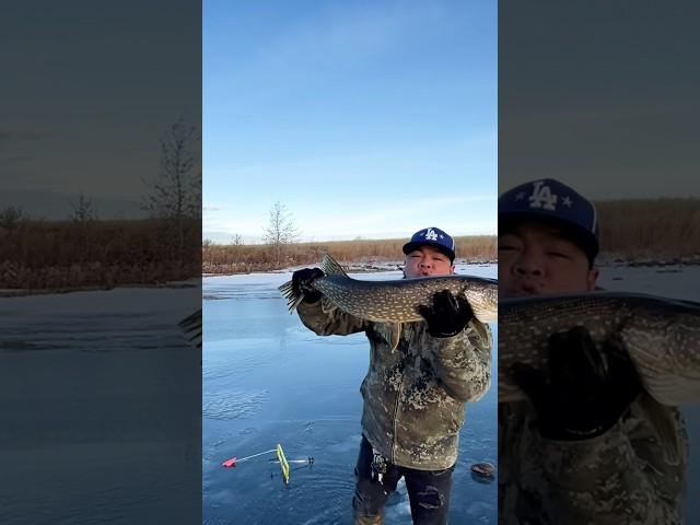 Giant pike kiss#fishing #icefish #shortsviral #icefishing #fish #shorts