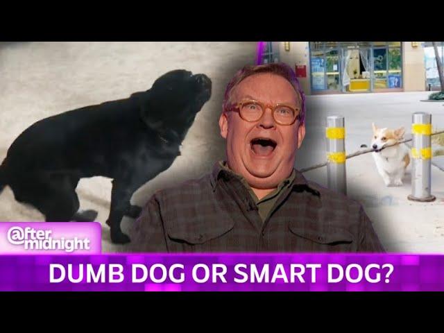 Andy Richter Is Easily Outsmarted by Genius Dog