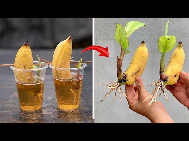 The video summarizes the best techniques applied in breeding banana plants for high yield